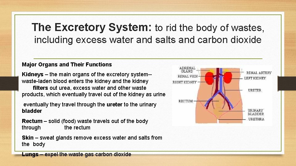 The Excretory System: to rid the body of wastes, including excess water and salts