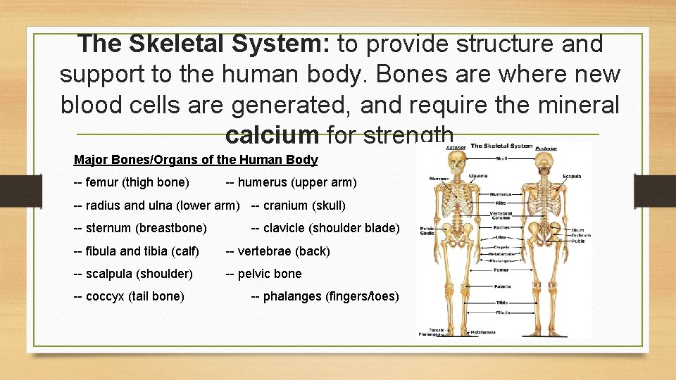 The Skeletal System: to provide structure and support to the human body. Bones are