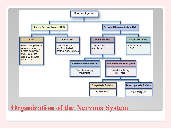 Organization of the Nervous System 