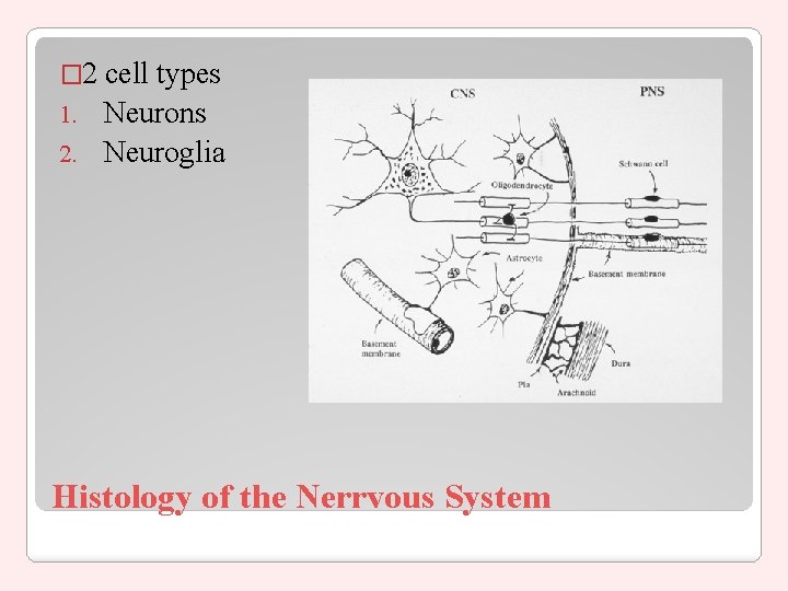� 2 cell types 1. Neurons 2. Neuroglia Histology of the Nerrvous System 