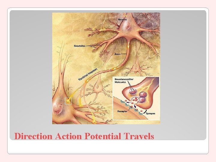 Direction Action Potential Travels 