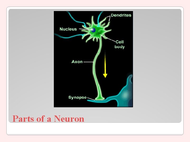Parts of a Neuron 