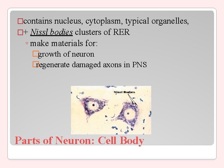 �contains nucleus, cytoplasm, typical organelles, �+ Nissl bodies clusters of RER ◦ make materials