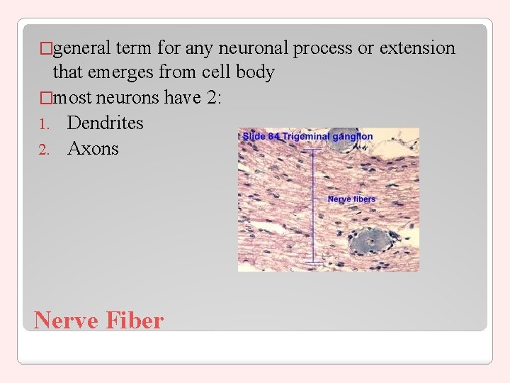 �general term for any neuronal process or extension that emerges from cell body �most