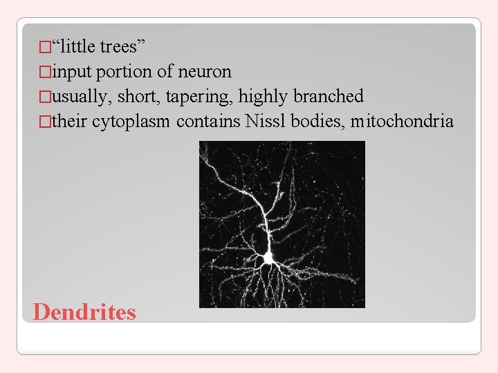 �“little trees” �input portion of neuron �usually, short, tapering, highly branched �their cytoplasm contains