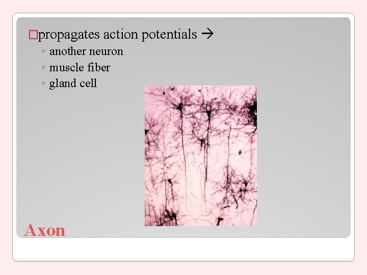 �propagates action ◦ another neuron ◦ muscle fiber ◦ gland cell Axon potentials 