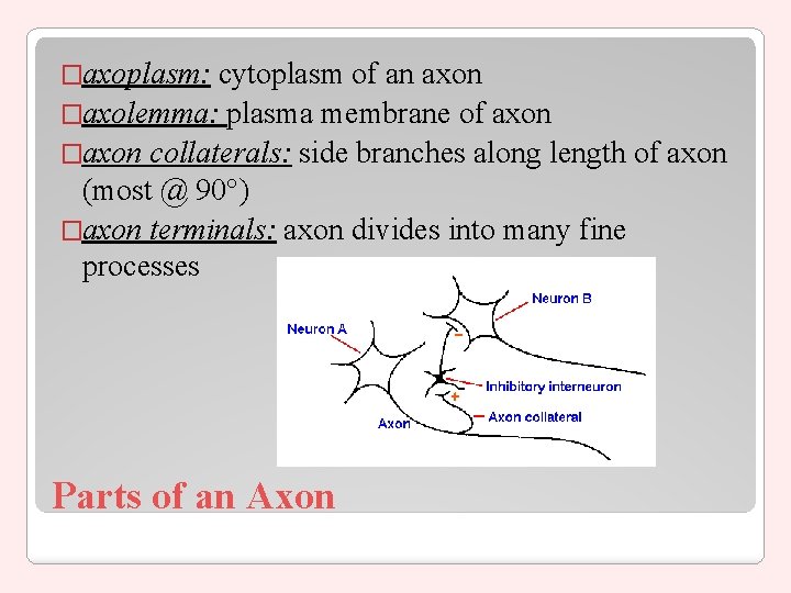 �axoplasm: cytoplasm of an axon �axolemma: plasma membrane of axon �axon collaterals: side branches