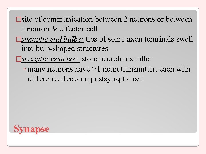 �site of communication between 2 neurons or between a neuron & effector cell �synaptic