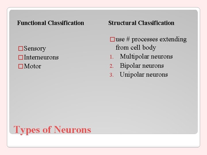 Functional Classification Structural Classification � use � Sensory � Interneurons � Motor Types of