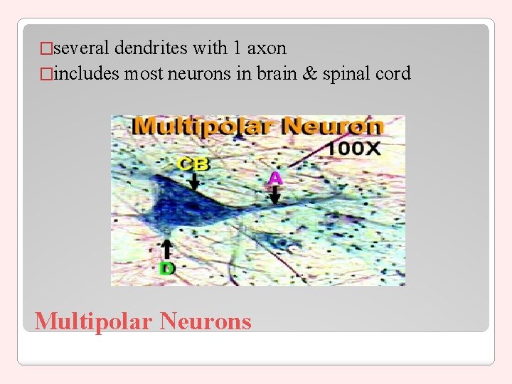 �several dendrites with 1 axon �includes most neurons in brain & spinal cord Multipolar