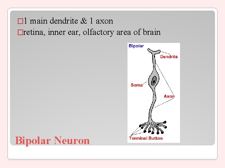 � 1 main dendrite & 1 axon �retina, inner ear, olfactory area of brain