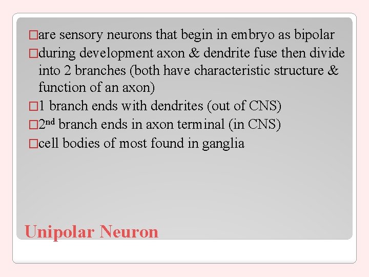 �are sensory neurons that begin in embryo as bipolar �during development axon & dendrite