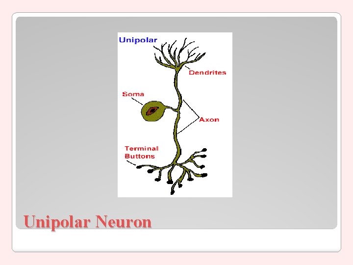 Unipolar Neuron 