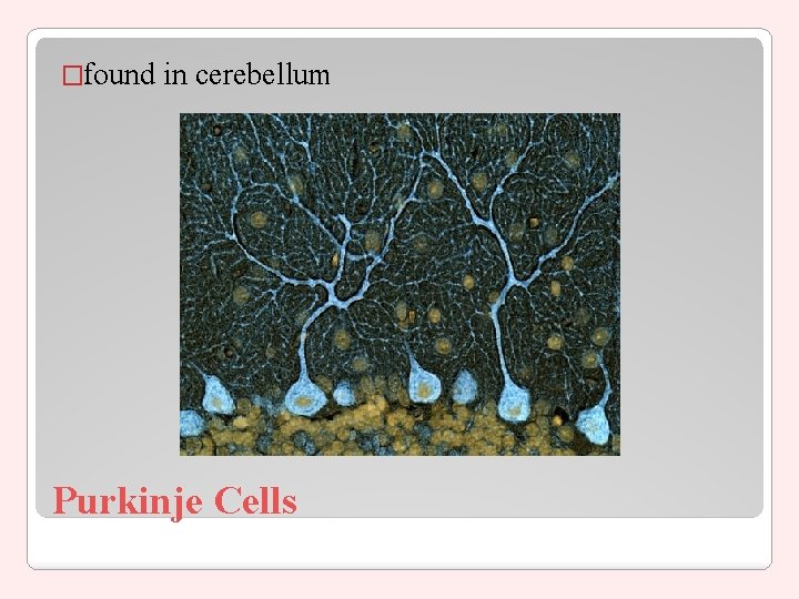 �found in cerebellum Purkinje Cells 