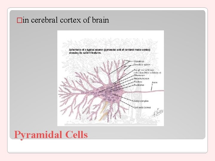 �in cerebral cortex of brain Pyramidal Cells 