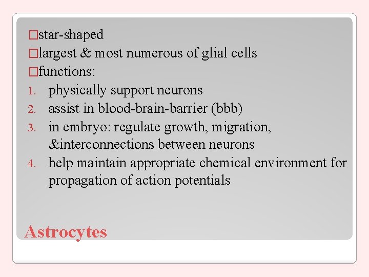 �star-shaped �largest & most numerous of glial cells �functions: 1. physically support neurons 2.