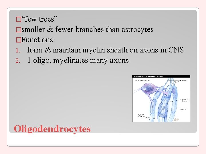 �“few trees” �smaller & fewer branches than astrocytes �Functions: 1. form & maintain myelin