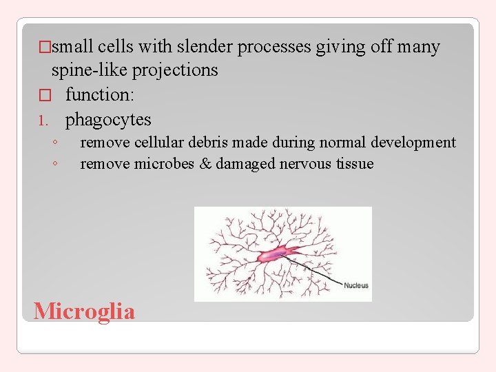 �small cells with slender processes giving off many spine-like projections � function: 1. phagocytes