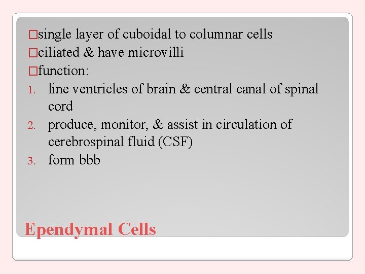 �single layer of cuboidal to columnar cells �ciliated & have microvilli �function: 1. line