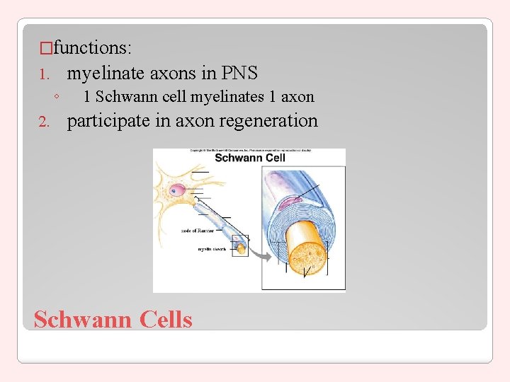 �functions: myelinate axons in PNS 1. ◦ 2. 1 Schwann cell myelinates 1 axon