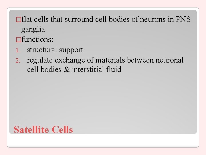 �flat cells that surround cell bodies of neurons in PNS ganglia �functions: 1. structural