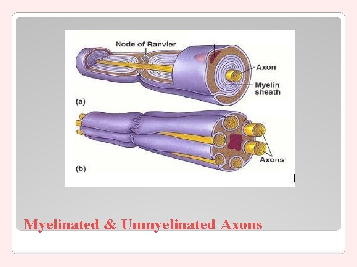 Myelinated & Unmyelinated Axons 