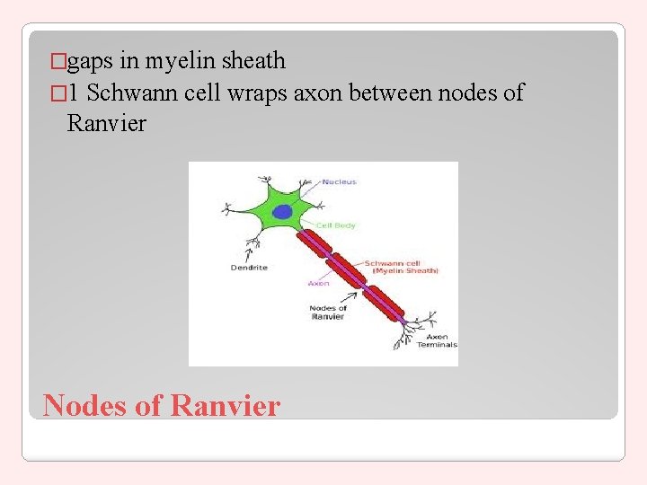 �gaps in myelin sheath � 1 Schwann cell wraps axon between nodes of Ranvier