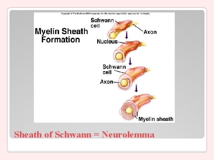 Sheath of Schwann = Neurolemma 