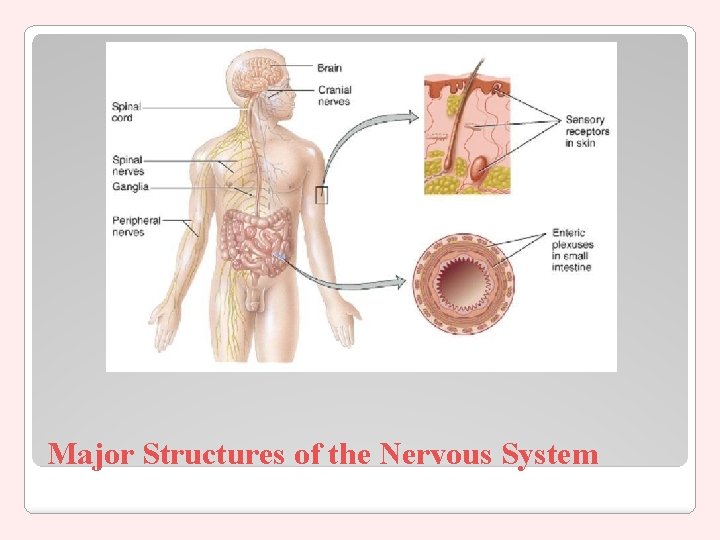 Major Structures of the Nervous System 