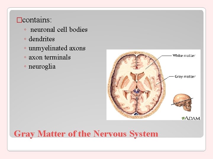 �contains: ◦ neuronal cell bodies ◦ dendrites ◦ unmyelinated axons ◦ axon terminals ◦