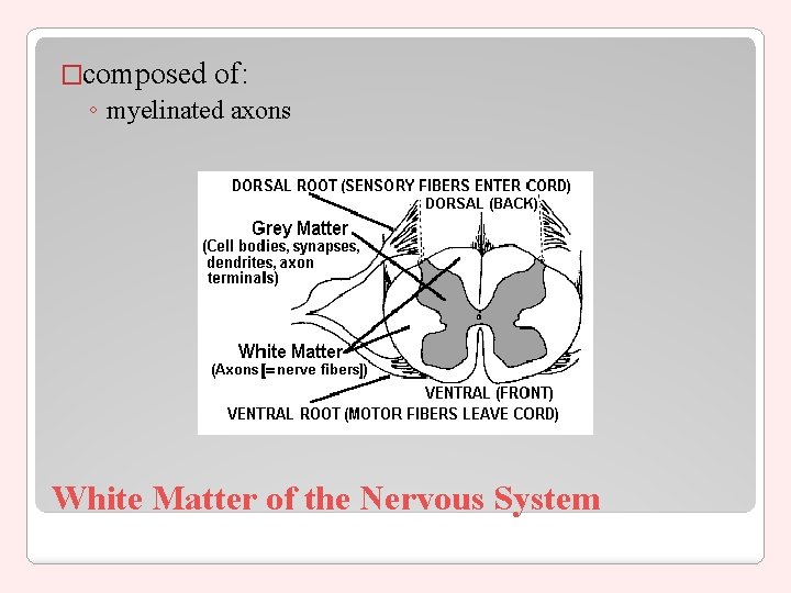 �composed of: ◦ myelinated axons White Matter of the Nervous System 