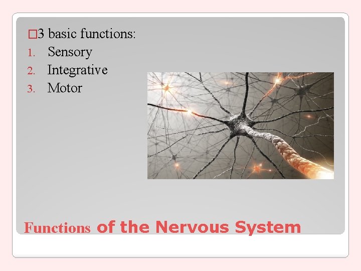 � 3 basic functions: 1. Sensory 2. Integrative 3. Motor Functions of the Nervous