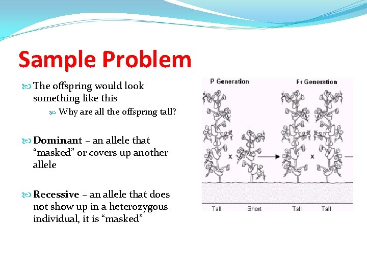 Sample Problem The offspring would look something like this Why are all the offspring