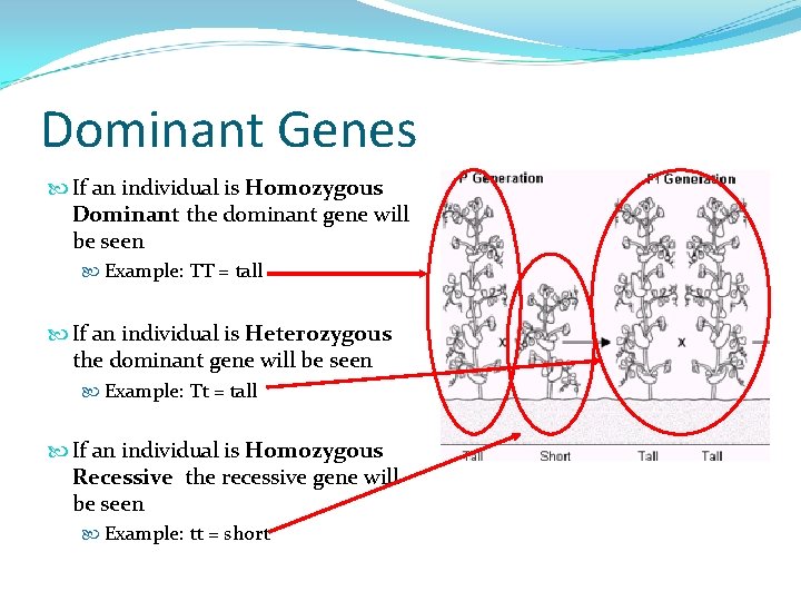 Dominant Genes If an individual is Homozygous Dominant the dominant gene will be seen