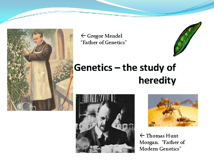  Gregor Mendel “Father of Genetics” Genetics – the study of heredity Thomas Hunt