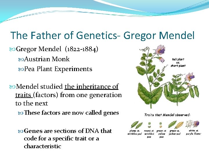 The Father of Genetics- Gregor Mendel (1822 -1884) Austrian Monk Pea Plant Experiments Mendel