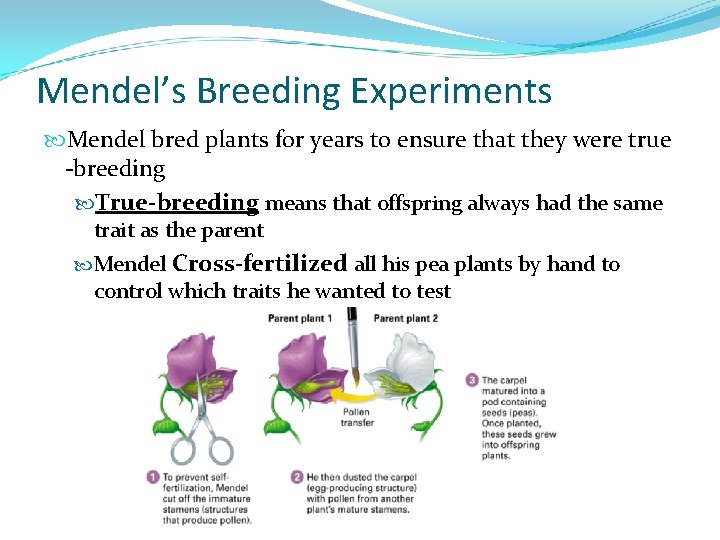 Mendel’s Breeding Experiments Mendel bred plants for years to ensure that they were true