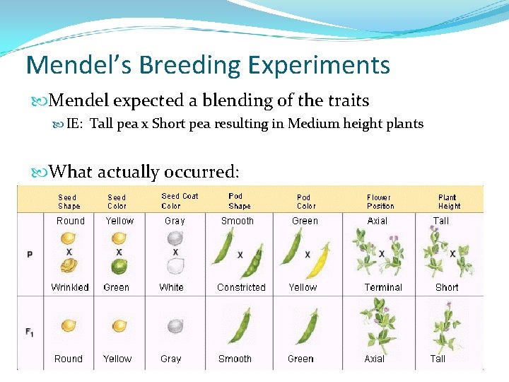 Mendel’s Breeding Experiments Mendel expected a blending of the traits IE: Tall pea x