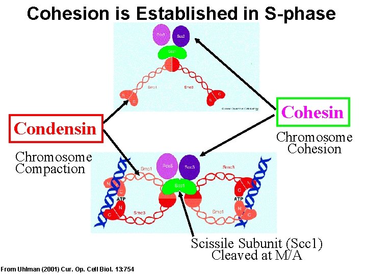 Cohesion is Established in S-phase Condensin Chromosome Compaction Cohesin Chromosome Cohesion Scissile Subunit (Scc