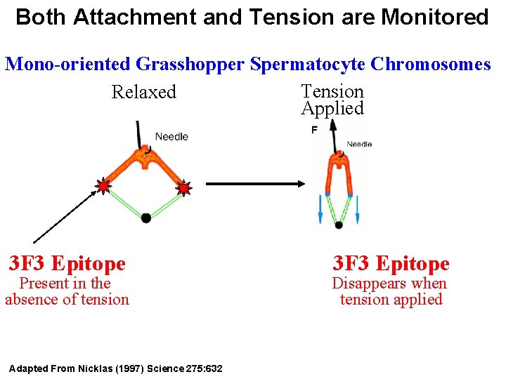 Both Attachment and Tension are Monitored Mono-oriented Grasshopper Spermatocyte Chromosomes Tension Relaxed Applied 3