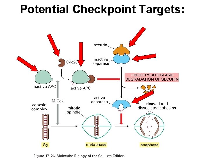 Potential Checkpoint Targets: 