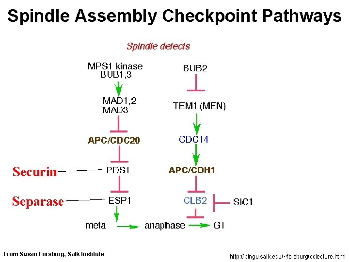 Feedback Control Between Sphase and Mitosis Feedback control