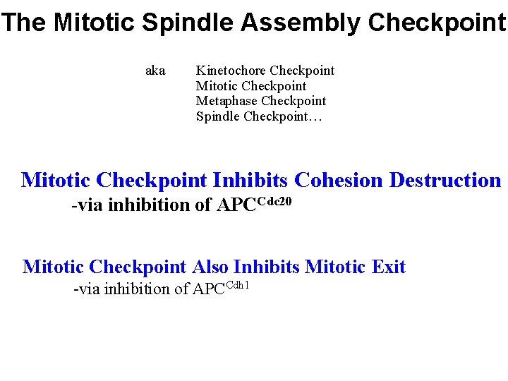 The Mitotic Spindle Assembly Checkpoint aka Kinetochore Checkpoint Mitotic Checkpoint Metaphase Checkpoint Spindle Checkpoint…