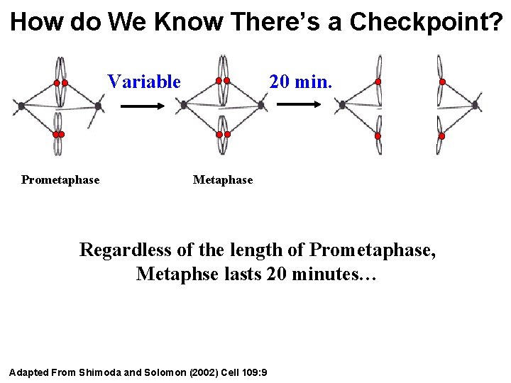 How do We Know There’s a Checkpoint? Variable Prometaphase 20 min. Metaphase Regardless of