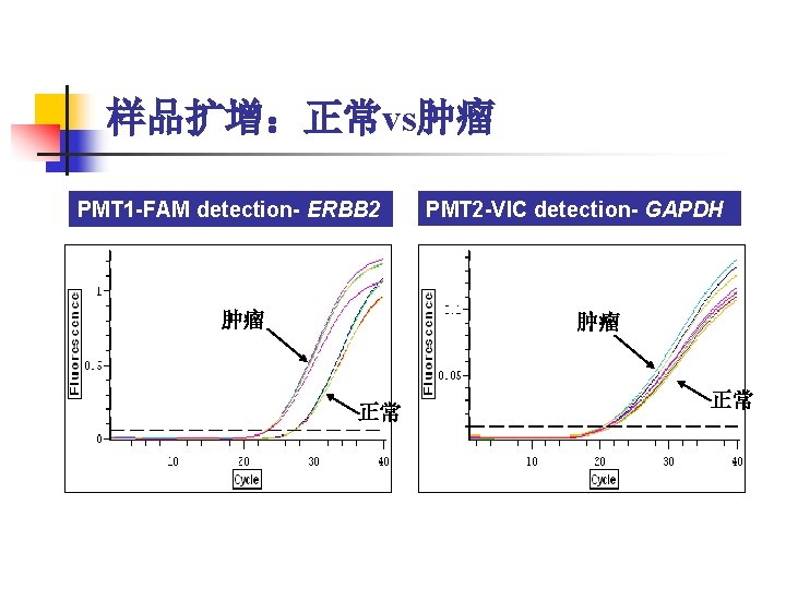 样品扩增：正常vs肿瘤 PMT 1 -FAM detection- ERBB 2 肿瘤 PMT 2 -VIC detection- GAPDH 肿瘤