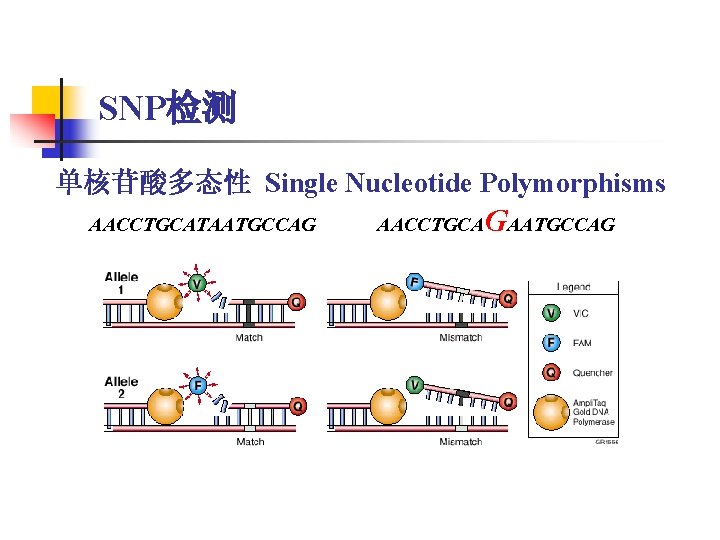 SNP检测 单核苷酸多态性 Single Nucleotide Polymorphisms AACCTGCATAATGCCAG AACCTGCA GAATGCCAG 