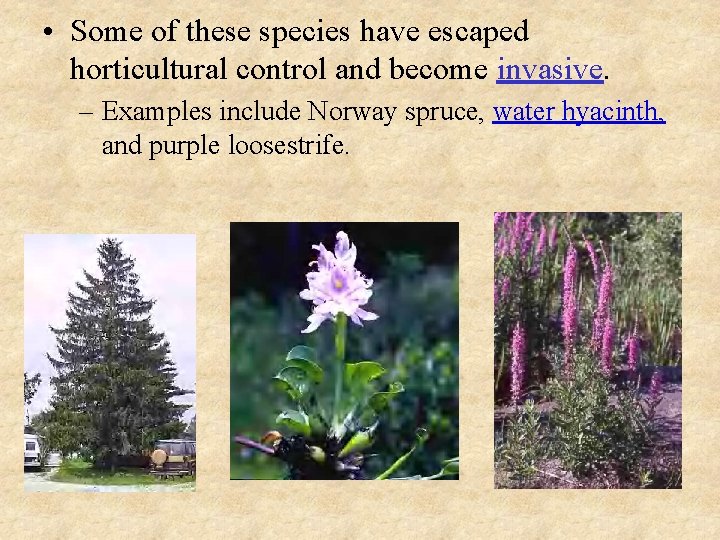  • Some of these species have escaped horticultural control and become invasive. –