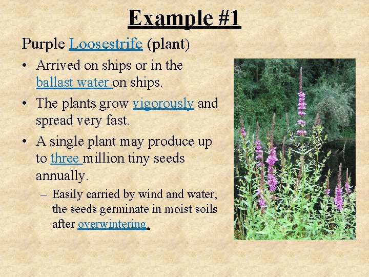Example #1 Purple Loosestrife (plant) • Arrived on ships or in the ballast water