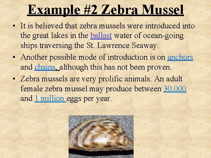 Example #2 Zebra Mussel • It is believed that zebra mussels were introduced into