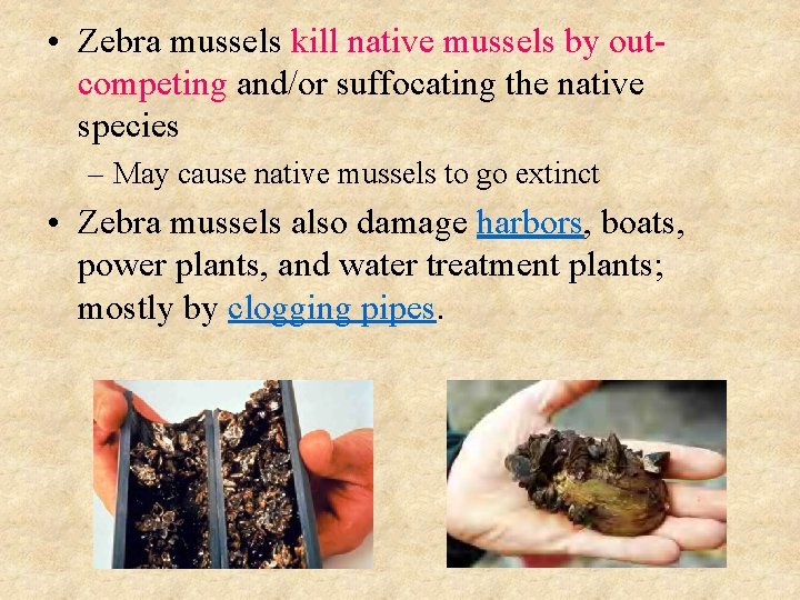  • Zebra mussels kill native mussels by outcompeting and/or suffocating the native species